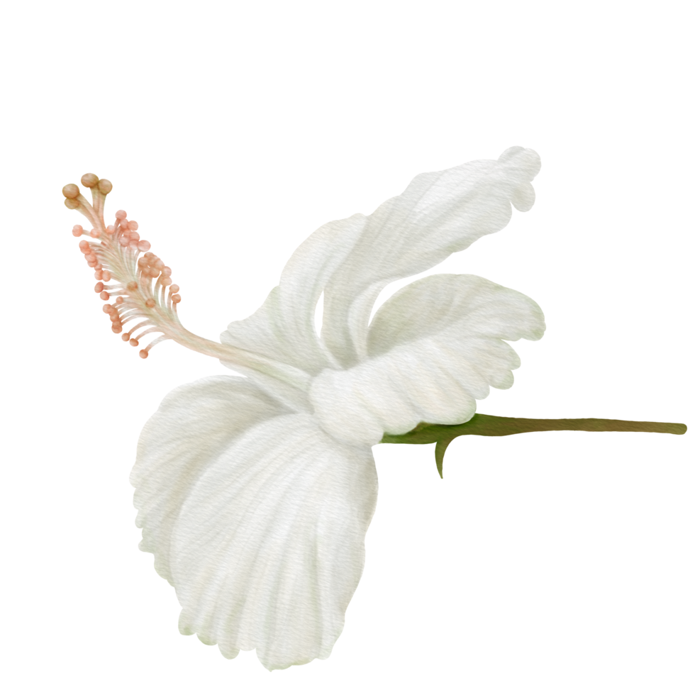 White Hibiscus Flowers Blooming, Side View, Watercolor png