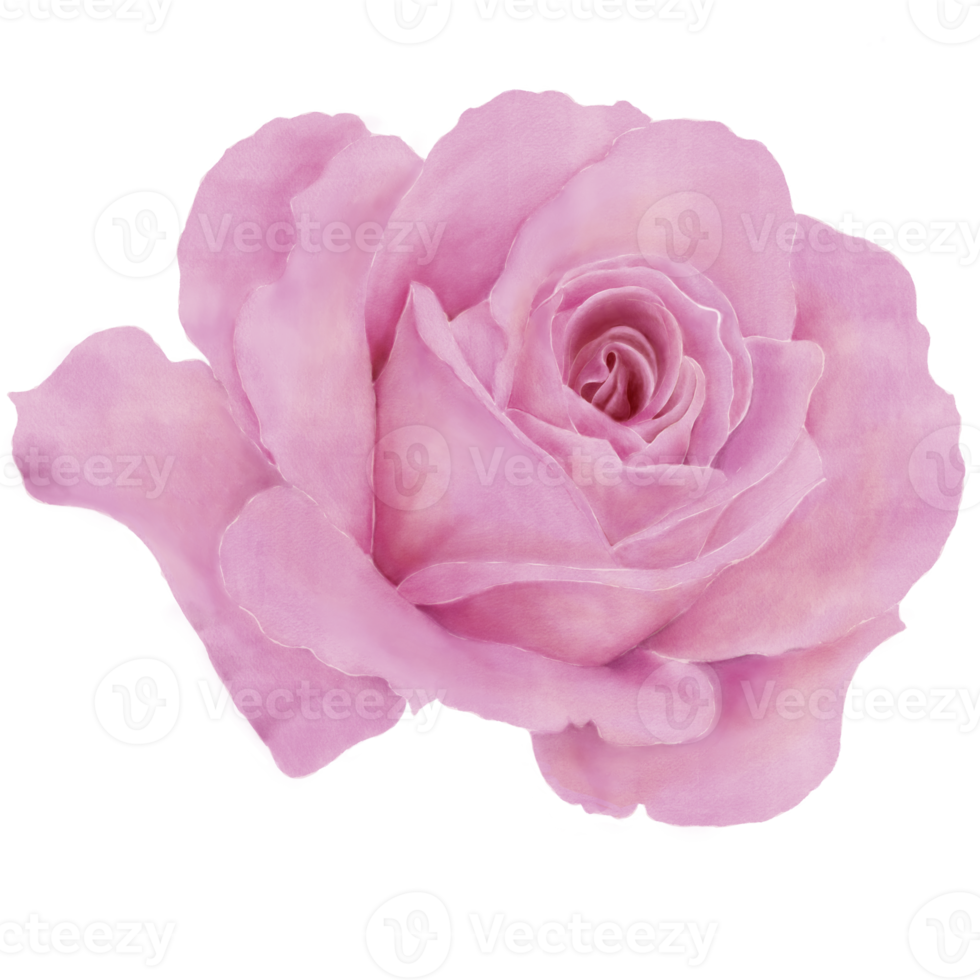 rosa en acuarela rosa y violeta png