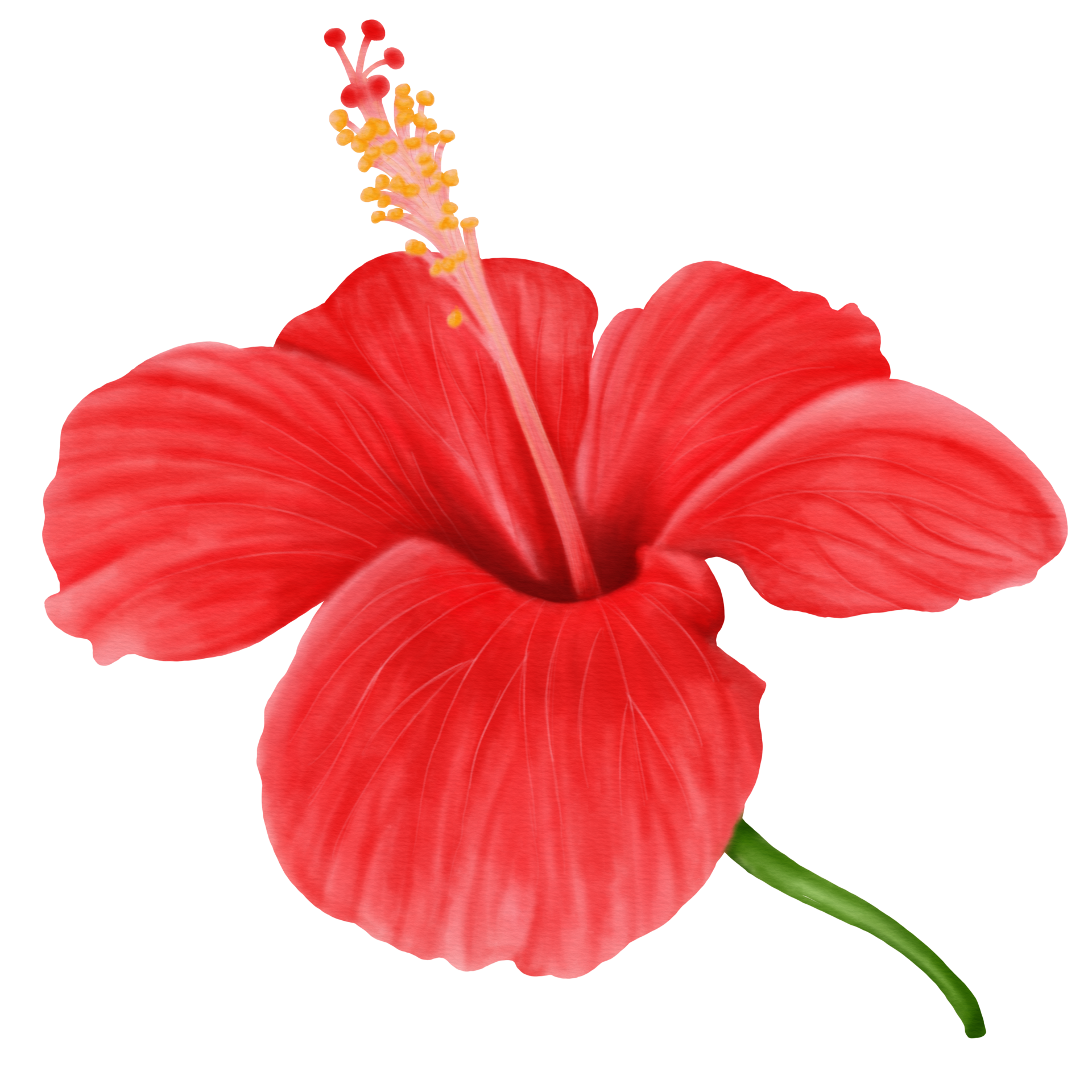 Red Hibiscus Flowers Blooming, Side View, Watercolor 10989050 PNG