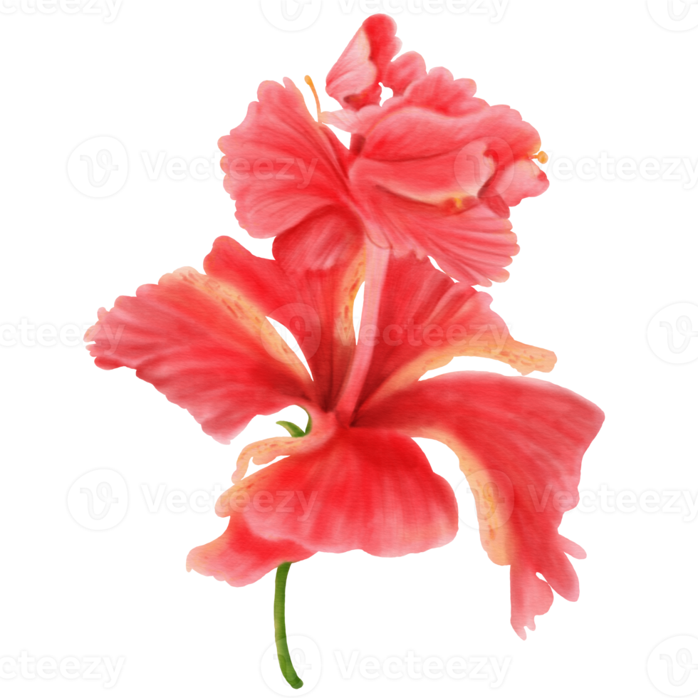 Red Hibiscus Flowers Blooming, Side View, Watercolor png