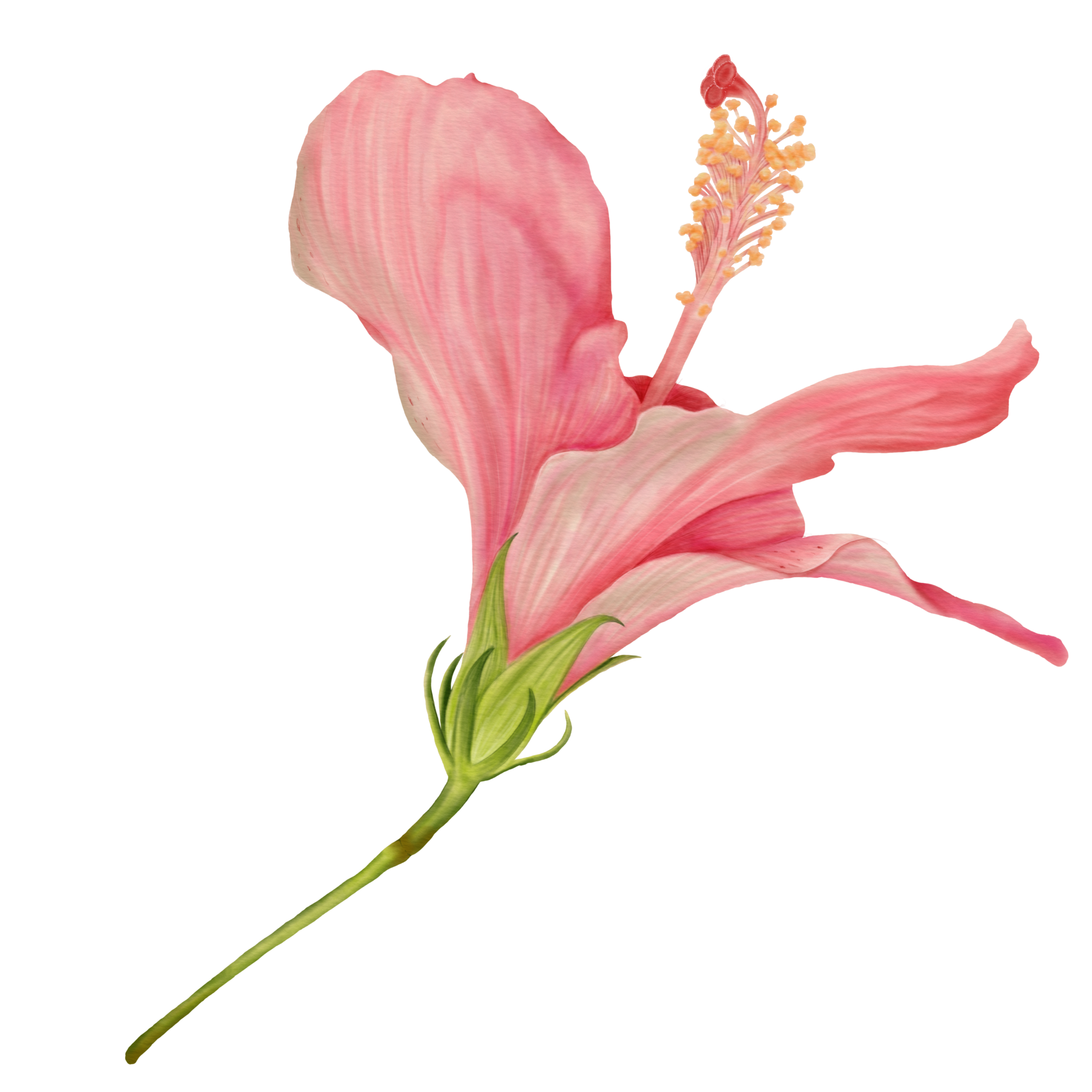 Pink Hibiscus Flowers, Side View, Watercolor 10989056 PNG