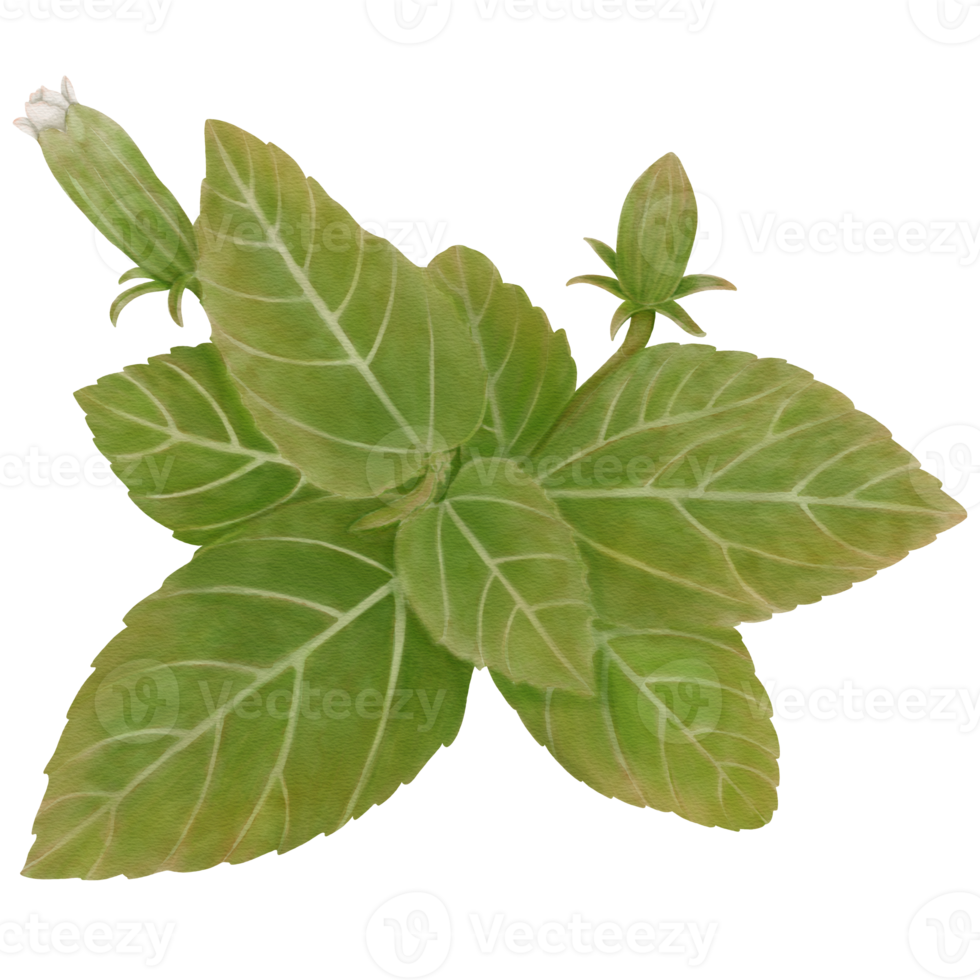 Watercolor of Hibiscus Leaves on Top png