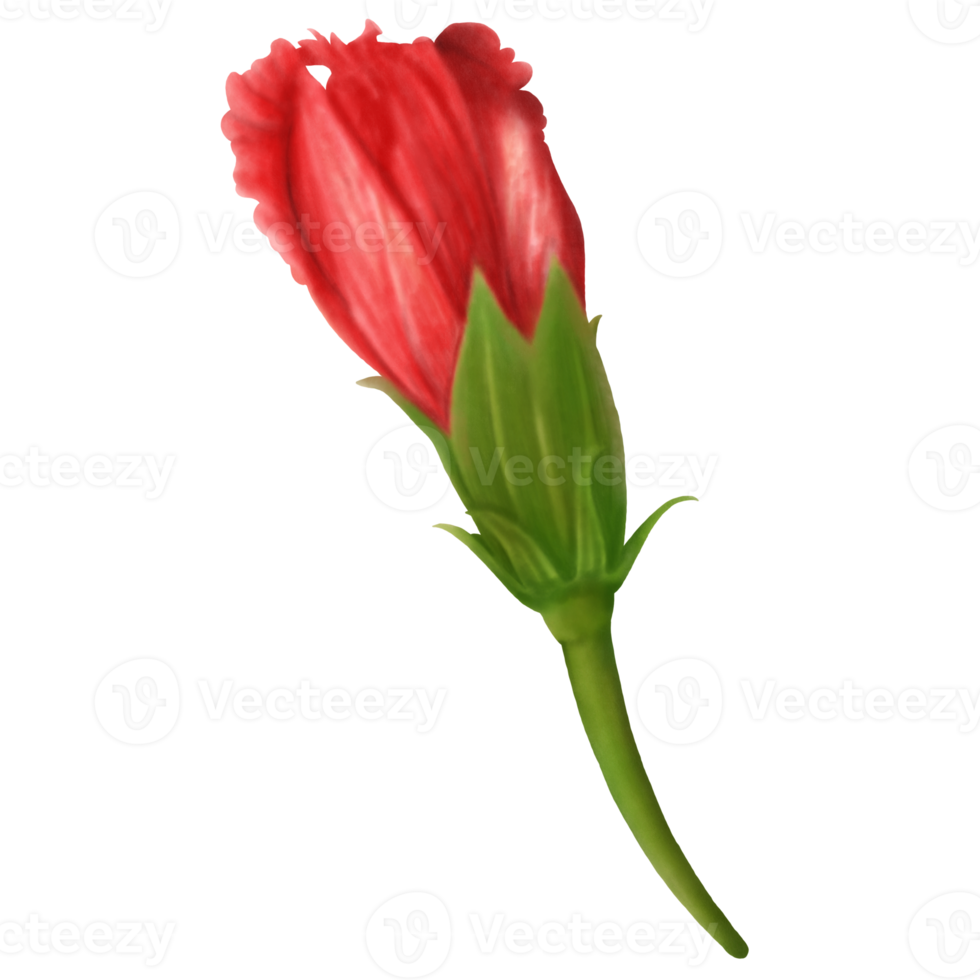 Watercolor of Red Hibiscus Flower Buds, Side View 10989070 PNG