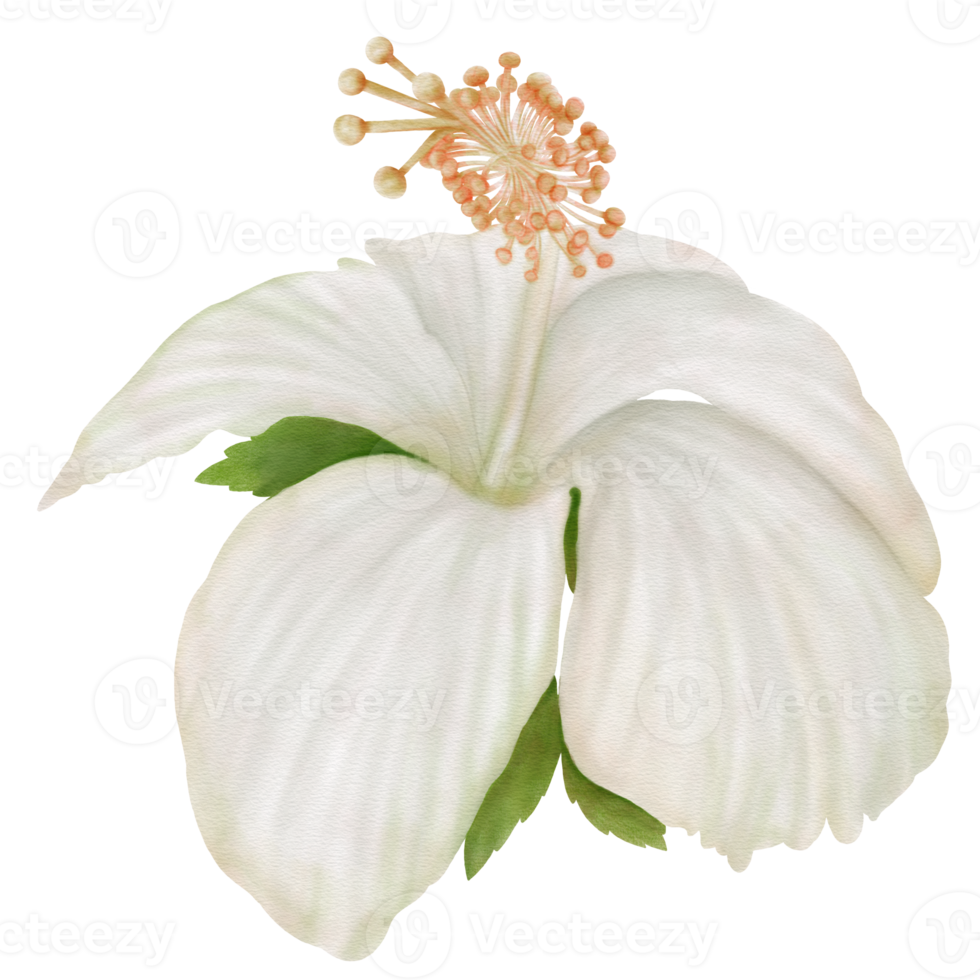 White Hibiscus Flowers Blooming and Leaves, Front View, Watercolor png