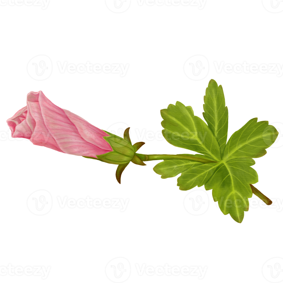 waterverf van roze hibiscus bloem knoppen, kant visie png