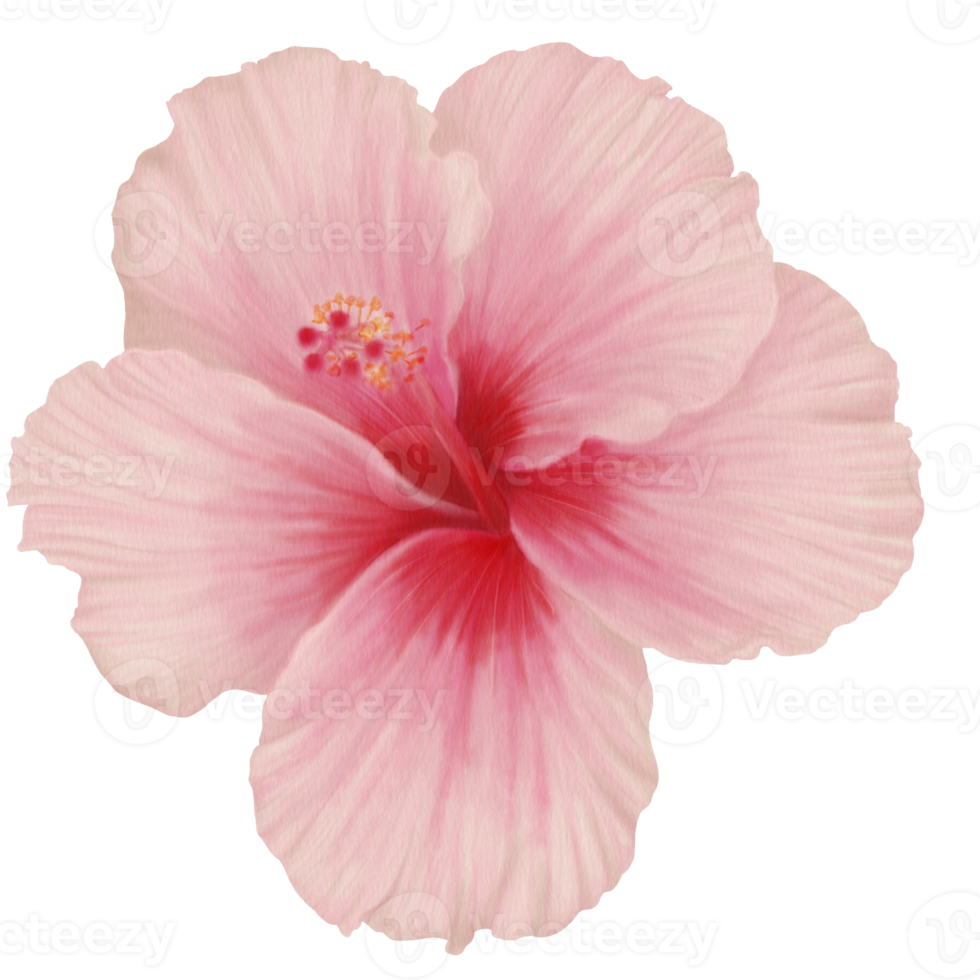 Pink Hibiscus Flowers Blooming, Front View, Watercolor png