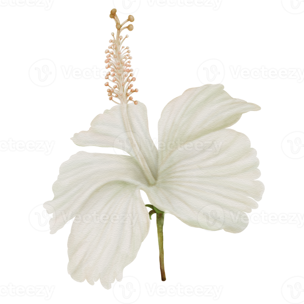 Watercolor of White hibiscus flowers blooming, front view png