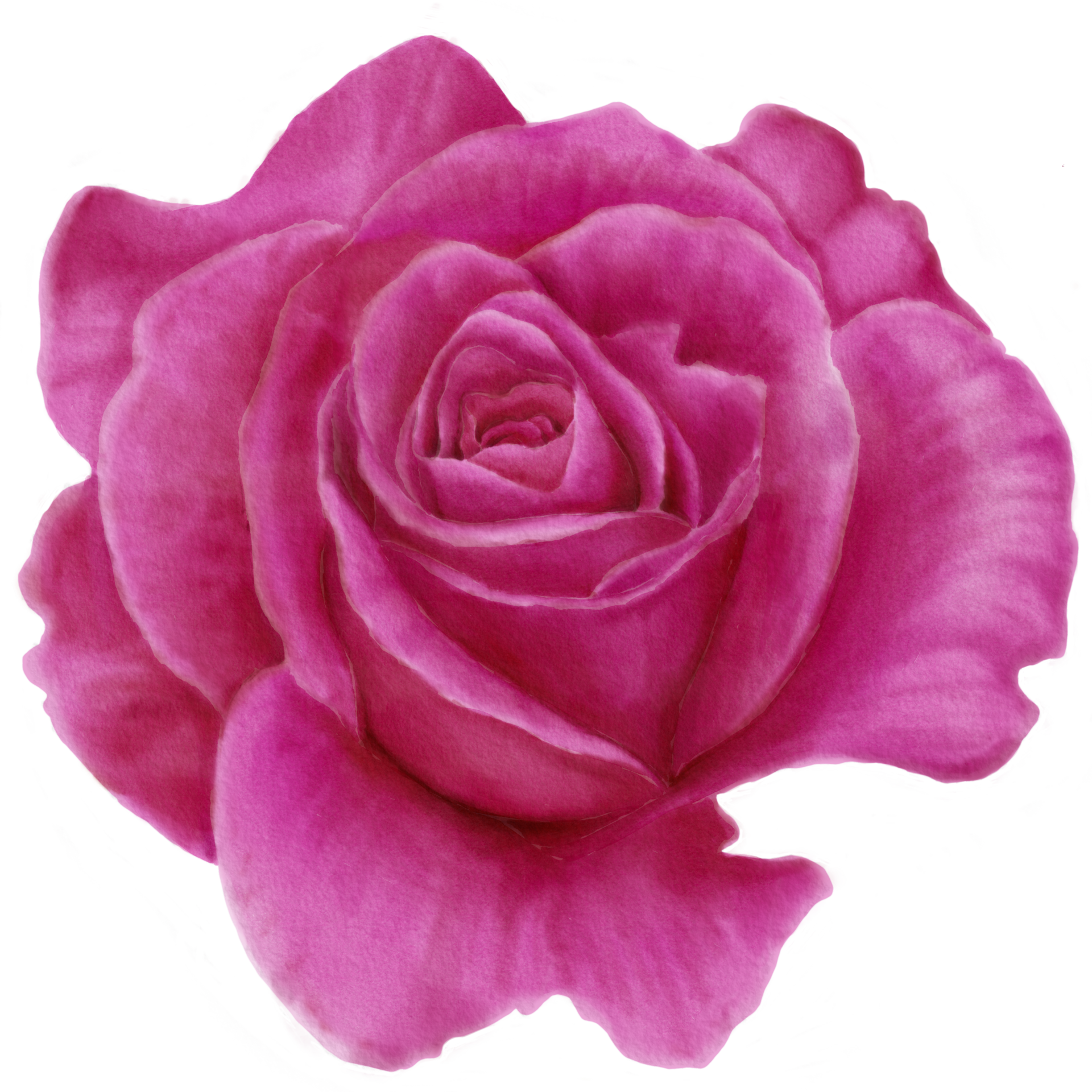 Top 100 rosas fucsias png