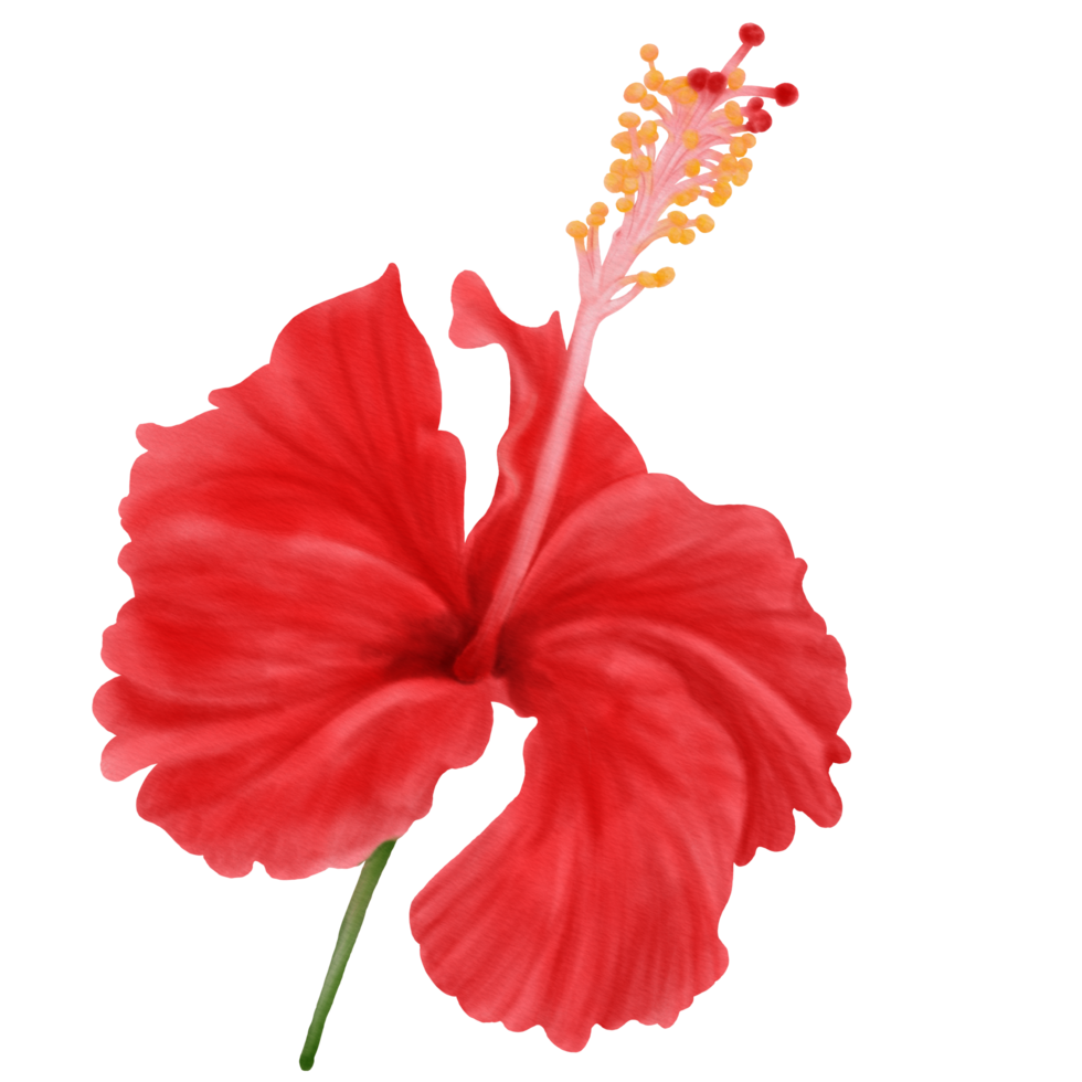 Red Hibiscus Flowers Blooming, Front View, Watercolor png