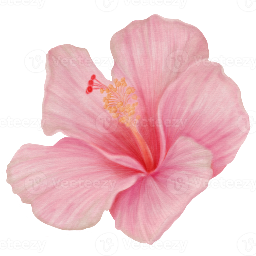 Watercolor of Pink Hibiscus Flowers Blooming, Side View png