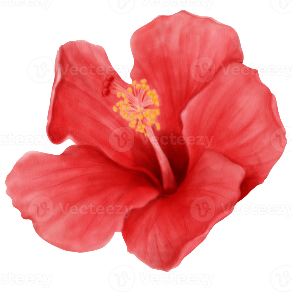 aquarela de flores de hibisco vermelho florescendo, vista frontal png