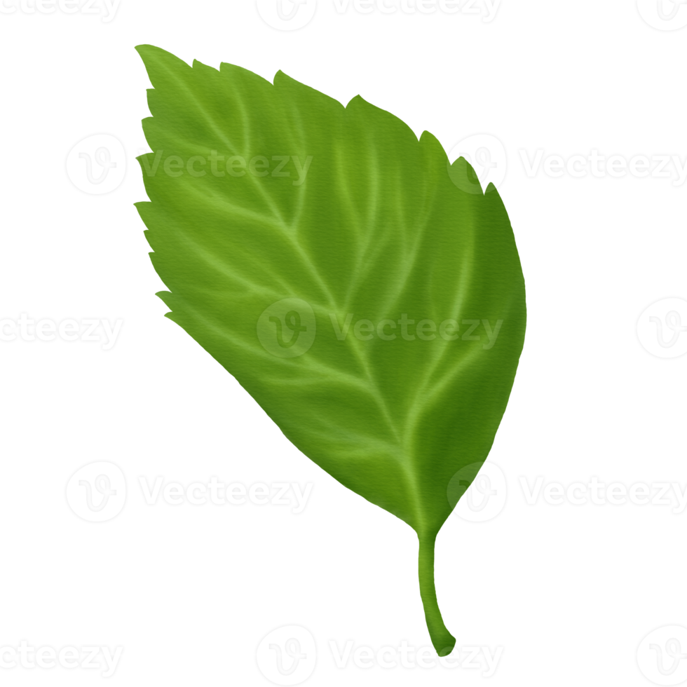 Hibiscus Leaves Watercolor 10989093 PNG