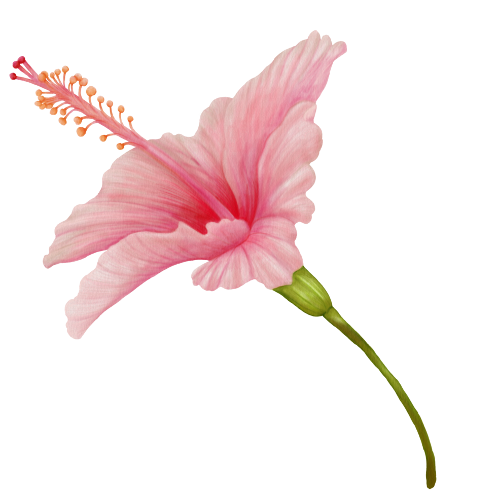 Pink Hibiscus Flowers Blooming, Side View, Watercolor png