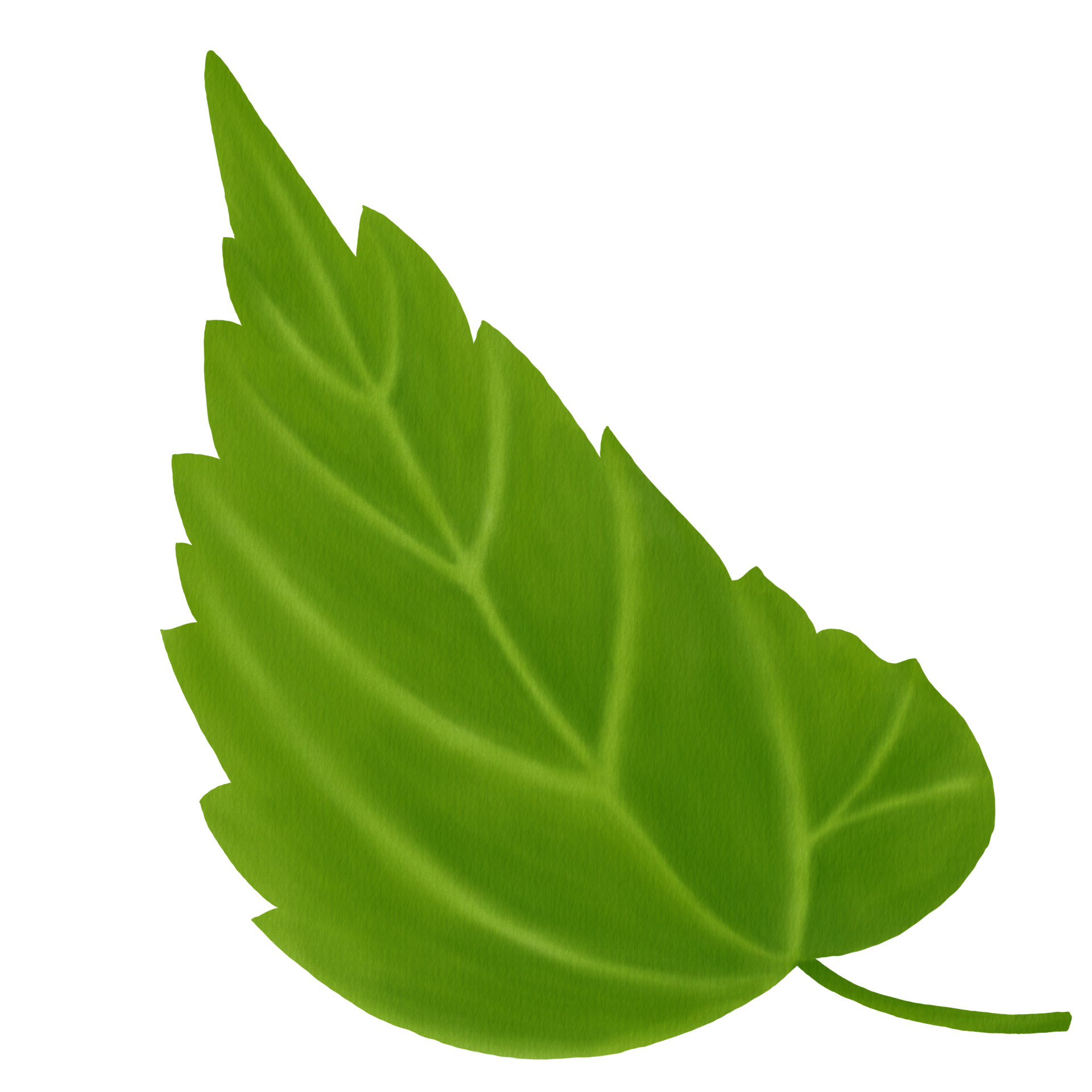 Watercolor of Hibiscus Leaves 10989098 PNG