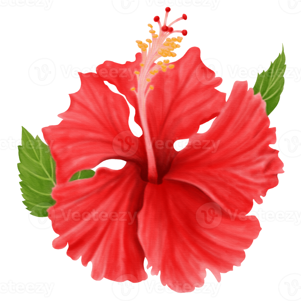 Red Hibiscus Flowers Blooming and Leaves, Front View, Watercolor png