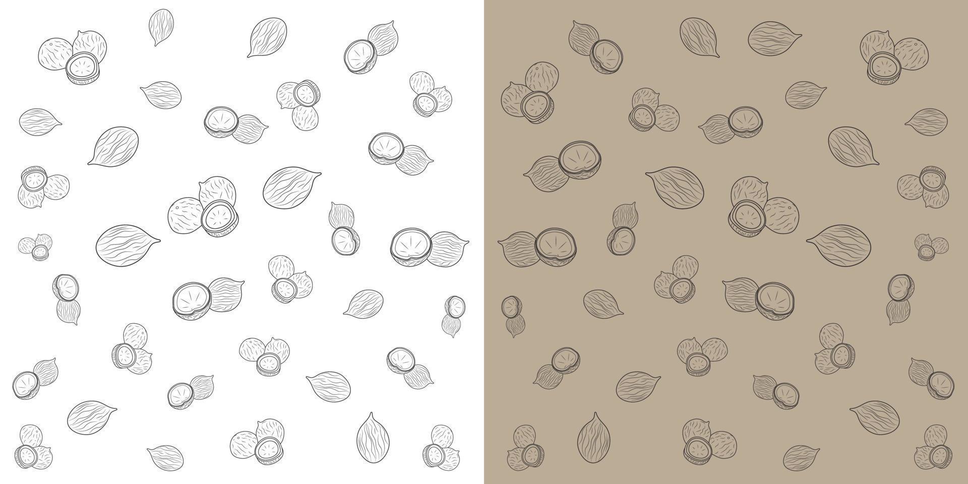 Doodle style Full and half coconut. Vector illustration on white light brown Background.Doodle fruit icons illustration.