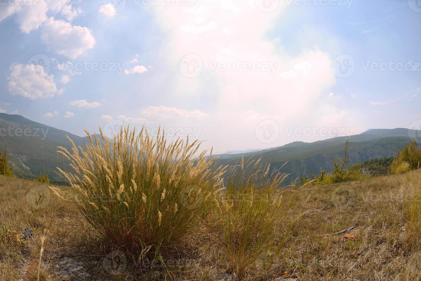 vista del paisaje de verano foto