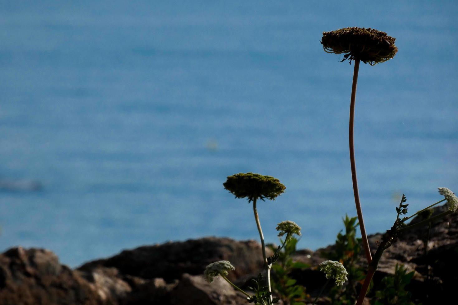 mediterranean plants and flowers on the mediterranean coast of the costa brava catalana photo