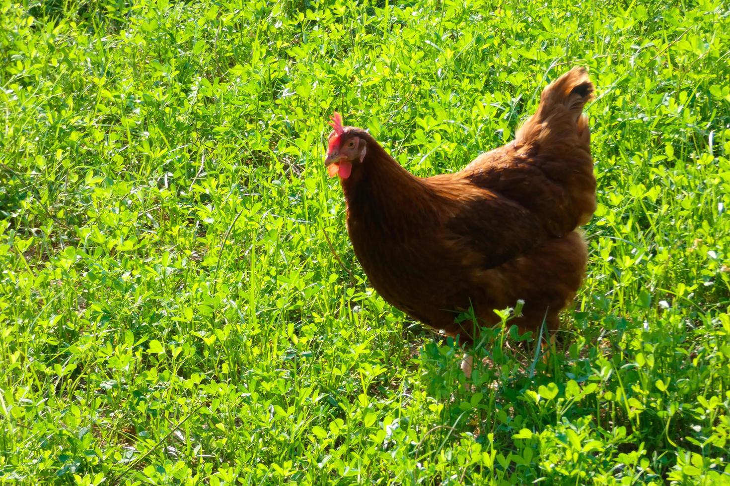 Hens in semi-freedom eating from the ground photo