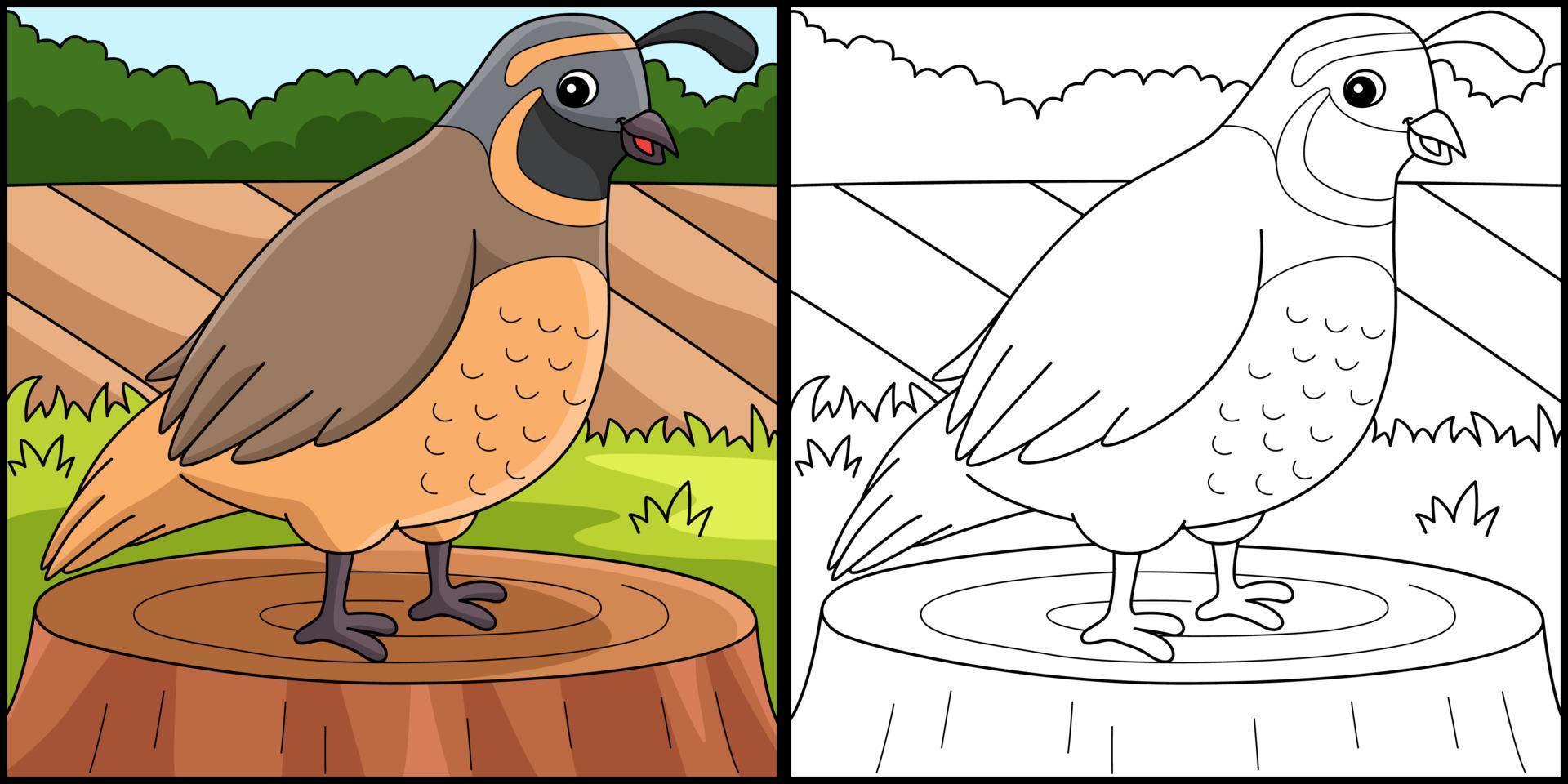 Quail Animal Coloring Page Colored Illustration vector