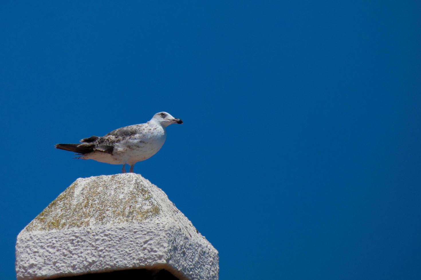 Seagulls on the coastal path of the Catalan Costa Brava, S'Agaro, Sant Feliu de Guixols photo