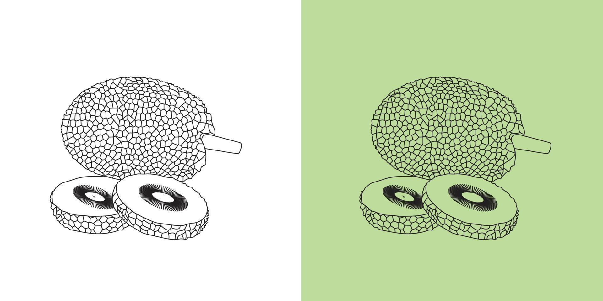 vector illustration of Breadfruit on green and white background for app, web and print