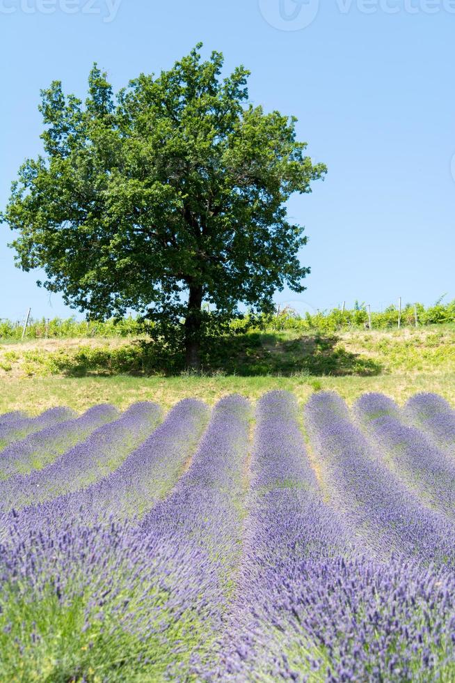 Lavender field in Italy photo