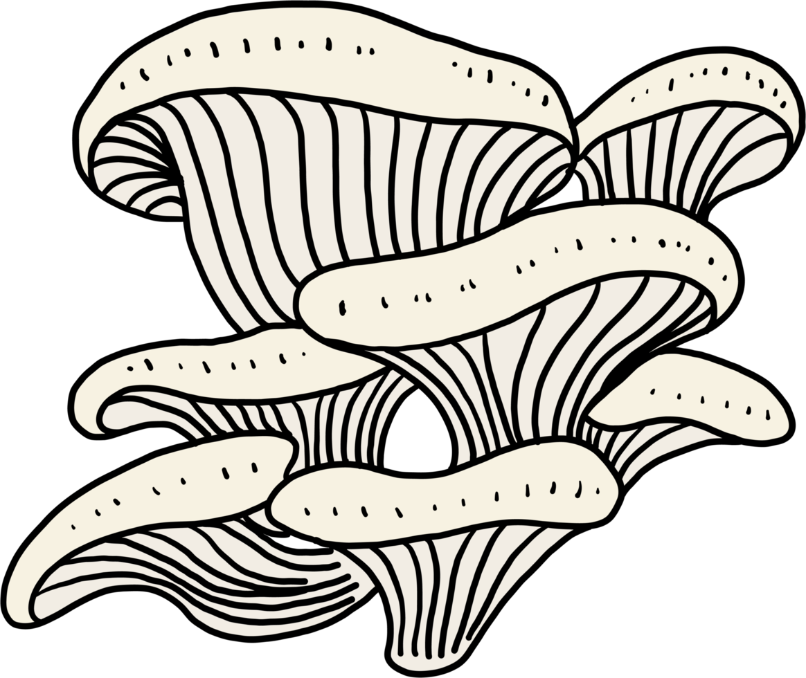 Doodle Freihandskizze Zeichnung von Austernpilzgemüse. png