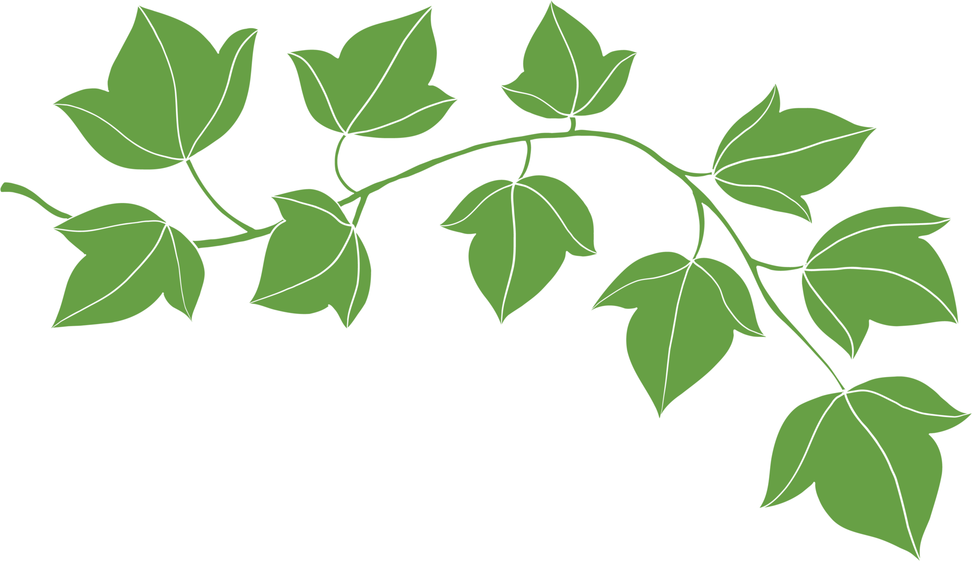 simplicity ivy freehand drawing flat design 10996387 PNG