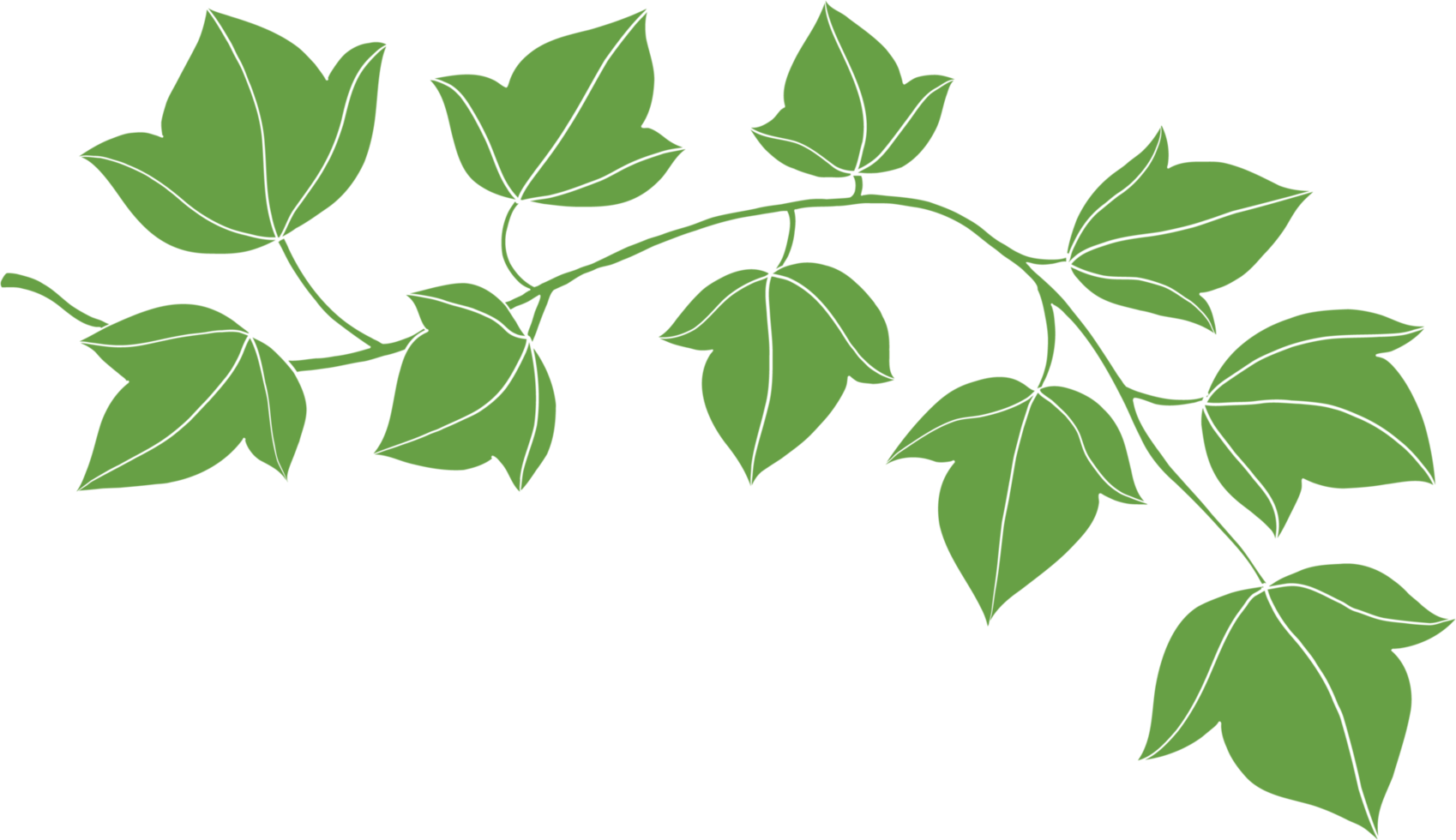 simplicity ivy freehand drawing flat design png