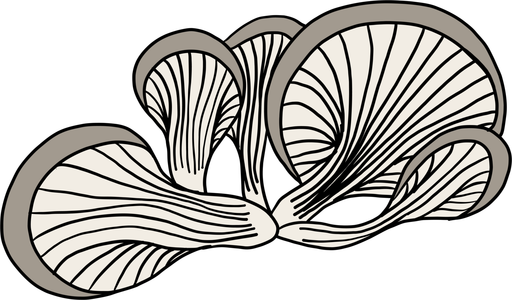 doodle freehand sketch drawing of oyster mushroom vegetable. png