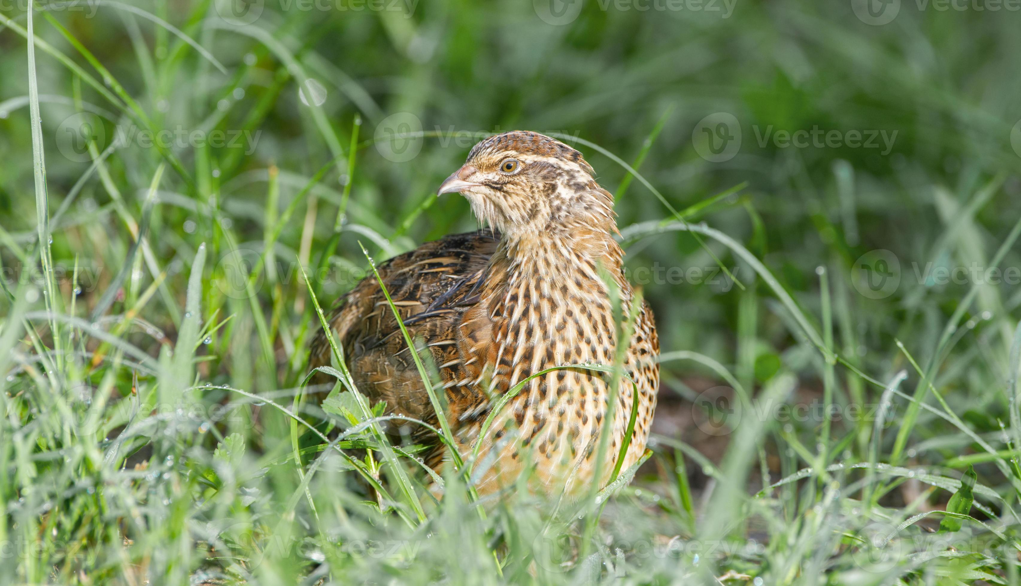 Wild domestic common quail coturnix coturnix, or European quail, is a