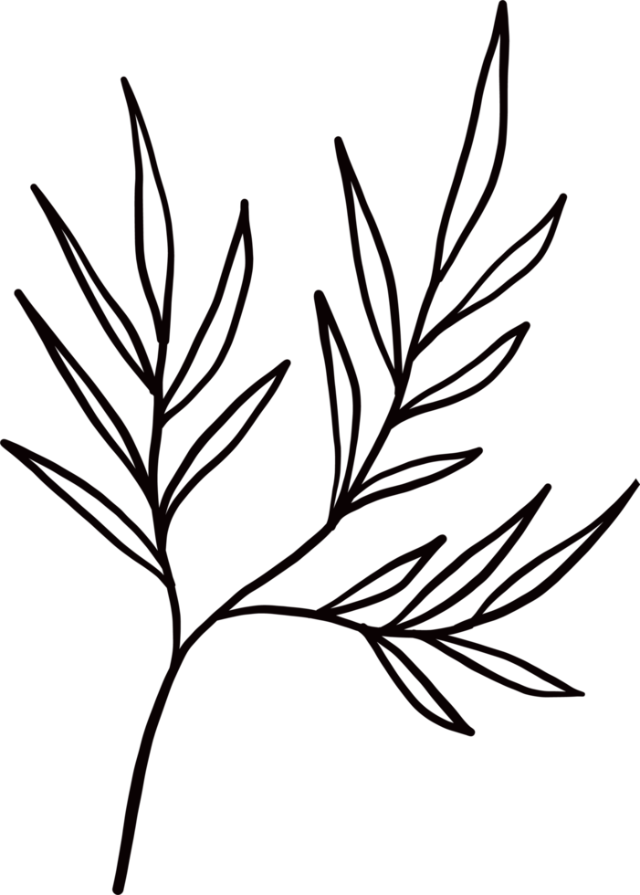 tintenstrich blumenpflanze png