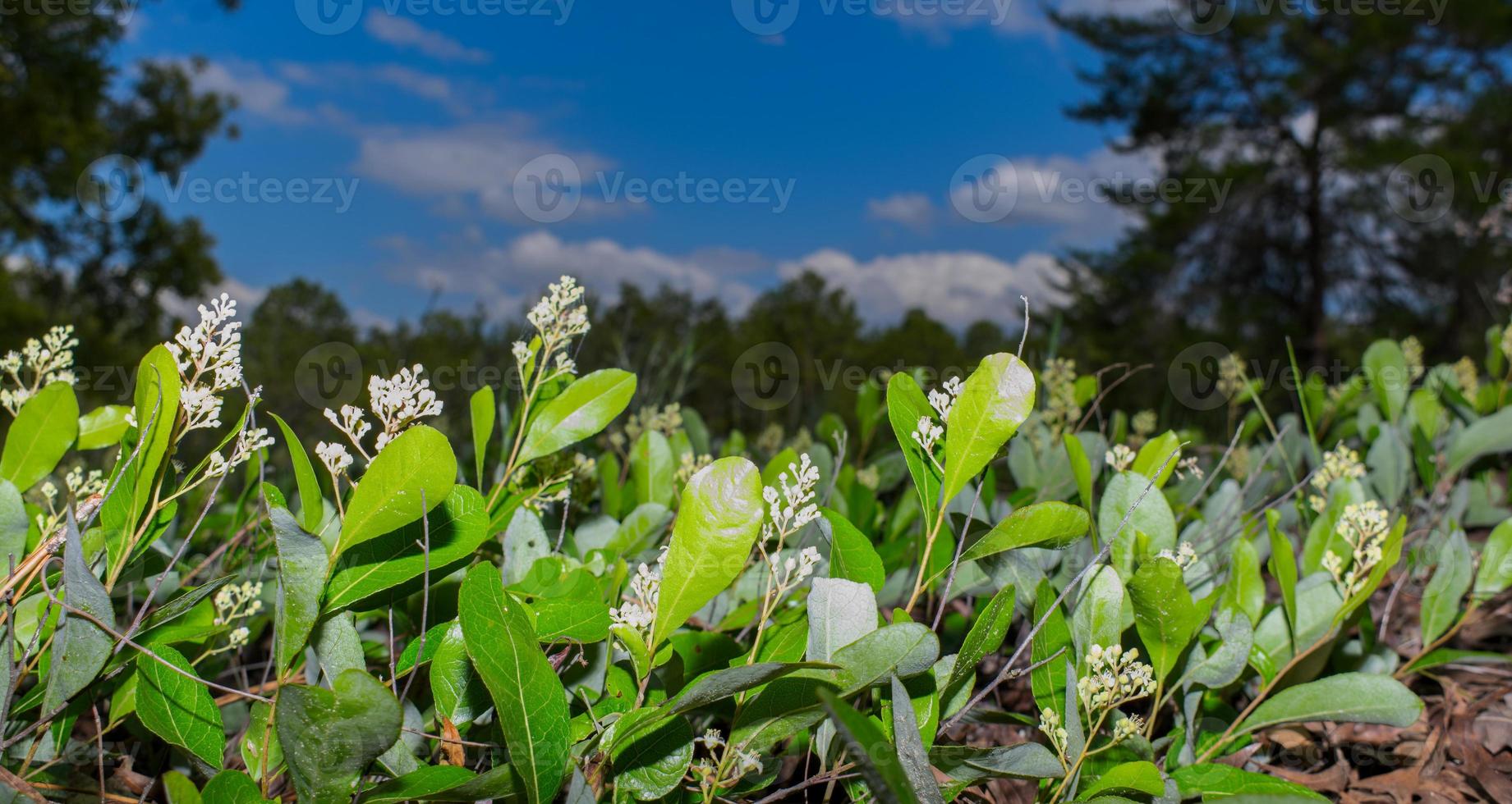 Gopher apple - Geobalanus oblongifolius Also known as Licania michauxii