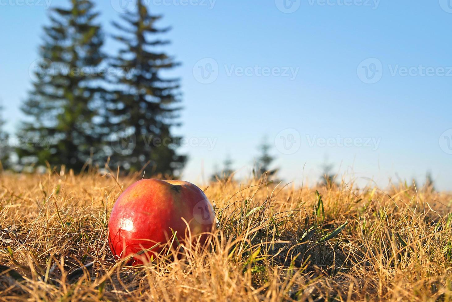 Red apple in grass photo