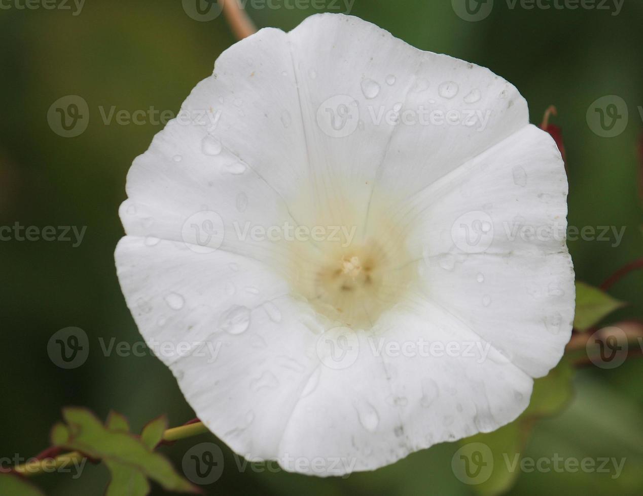 una mala hierba blanca en plena floración con gotitas de agua en los pétalos. foto