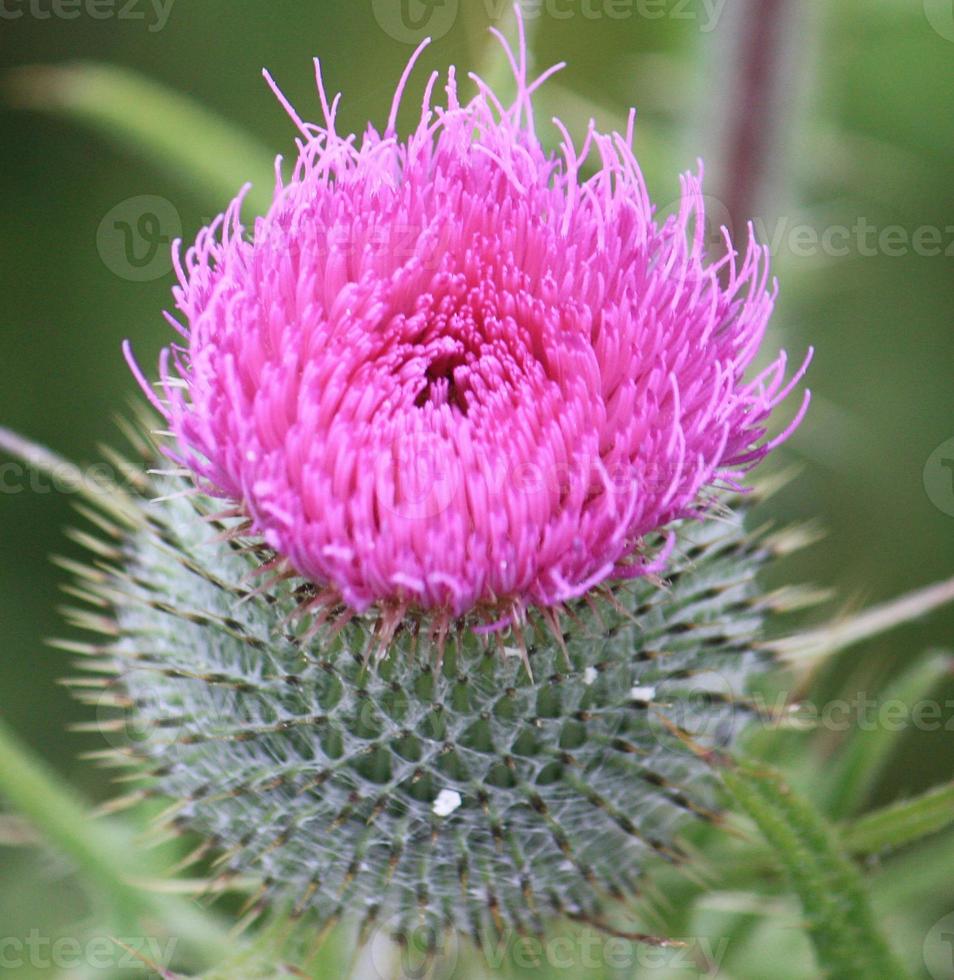 A thistle by the seaside. photo