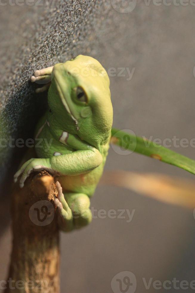 A waxy monkey leaf frog on a branch. photo