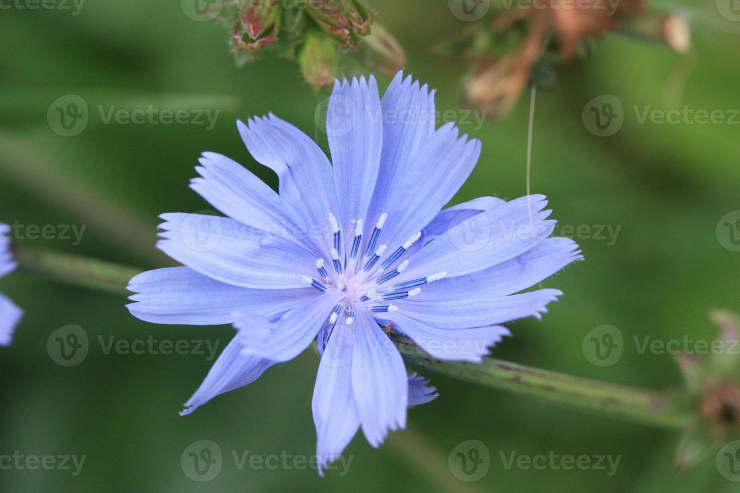 A wild chicory flower or plant in bloom with many tooth shaped blue petals. photo