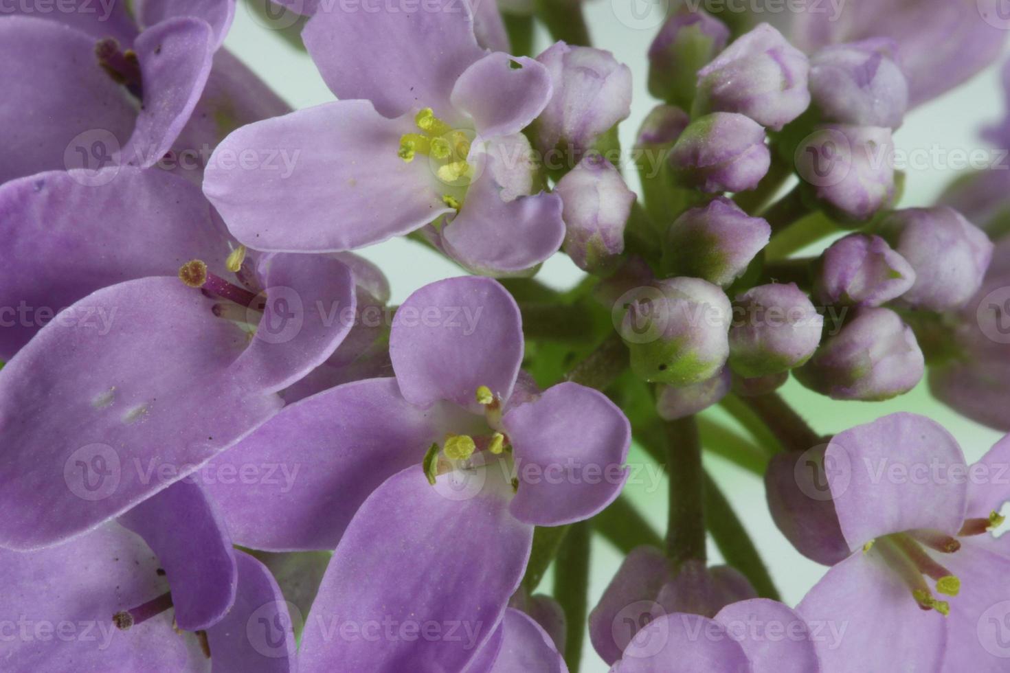 A close up shot of a purple lilac flower. photo