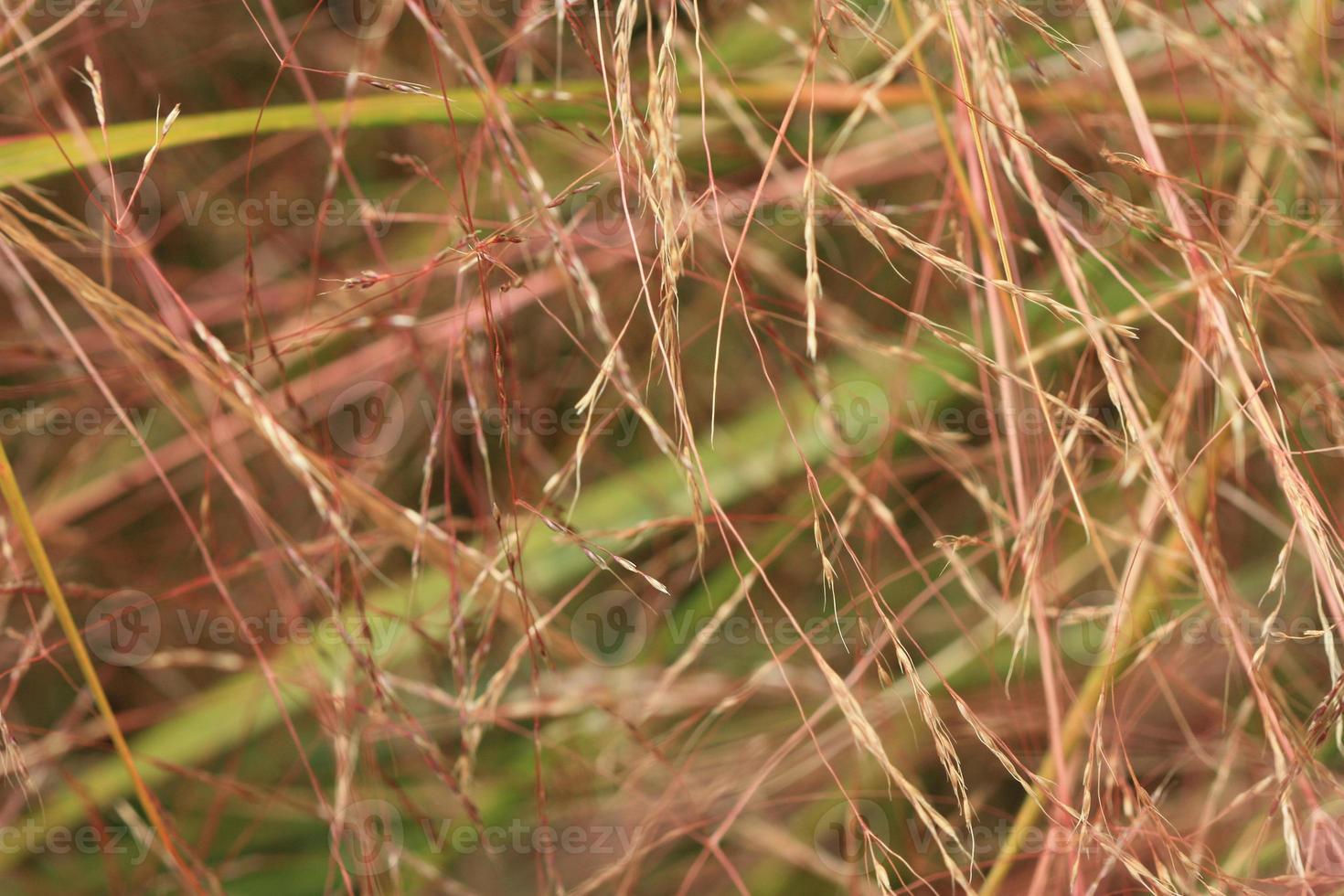 A pattern made by grass. photo