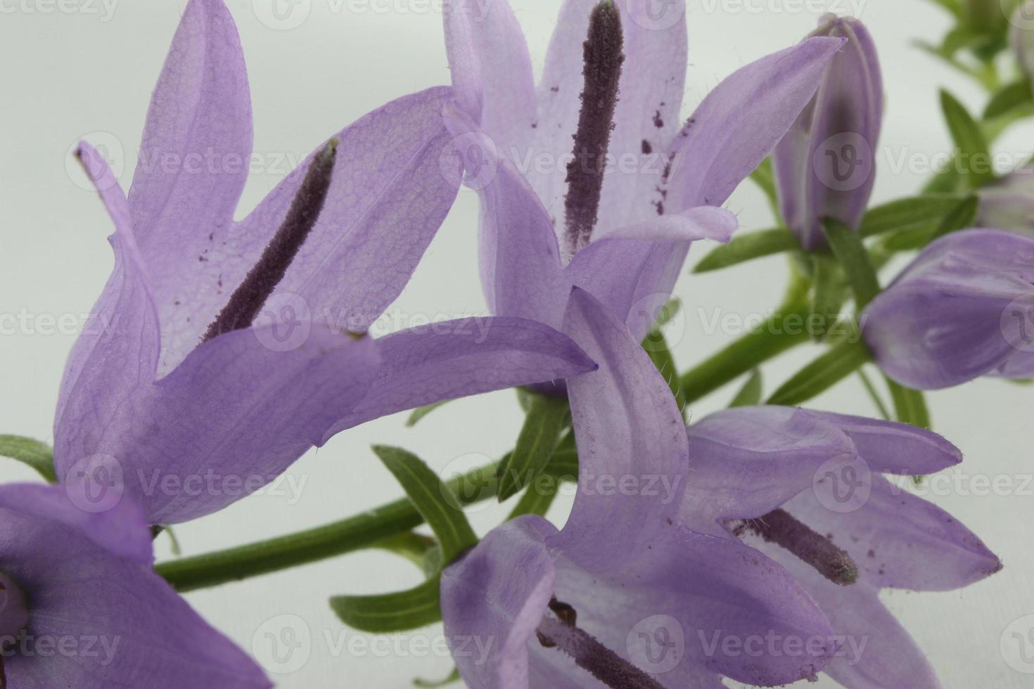 A shot of purple bell flowers on a stem. photo