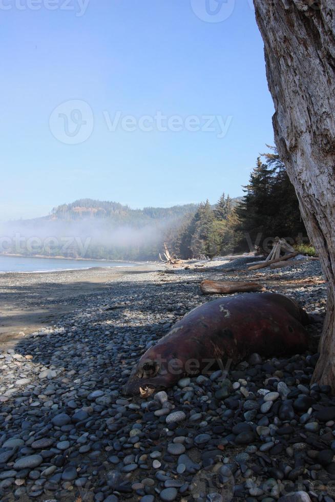 A dead seal laying on a foggy rocky beach. photo
