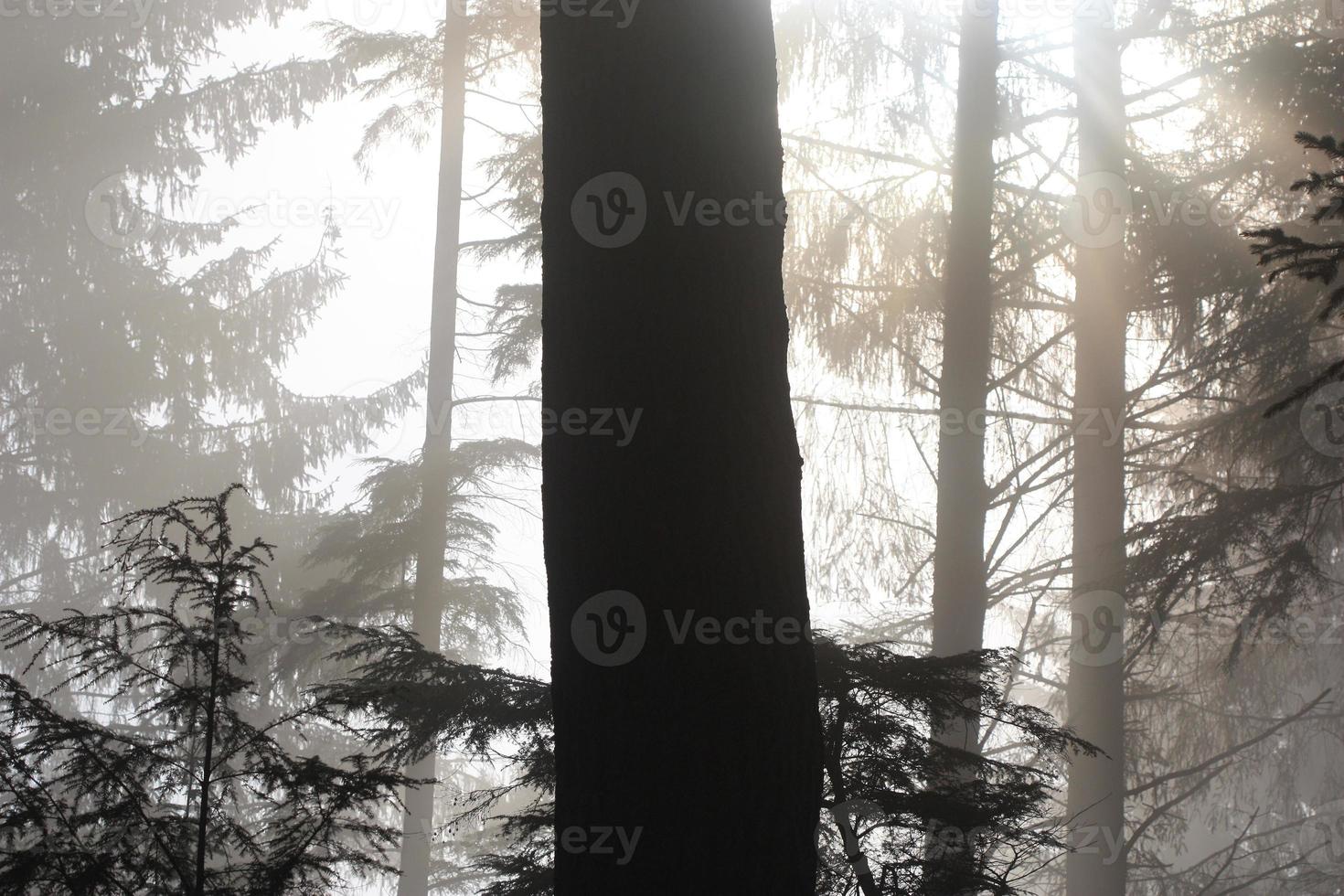 A tree in a forest taken in dappled light. photo
