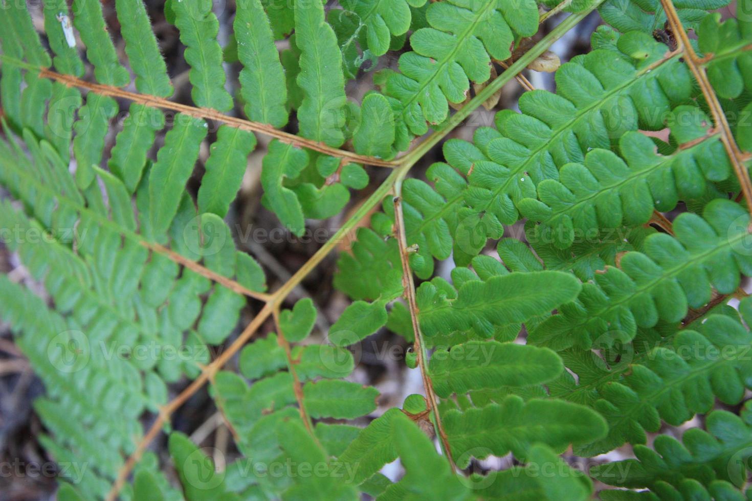 A pattern of ferns fronds. photo