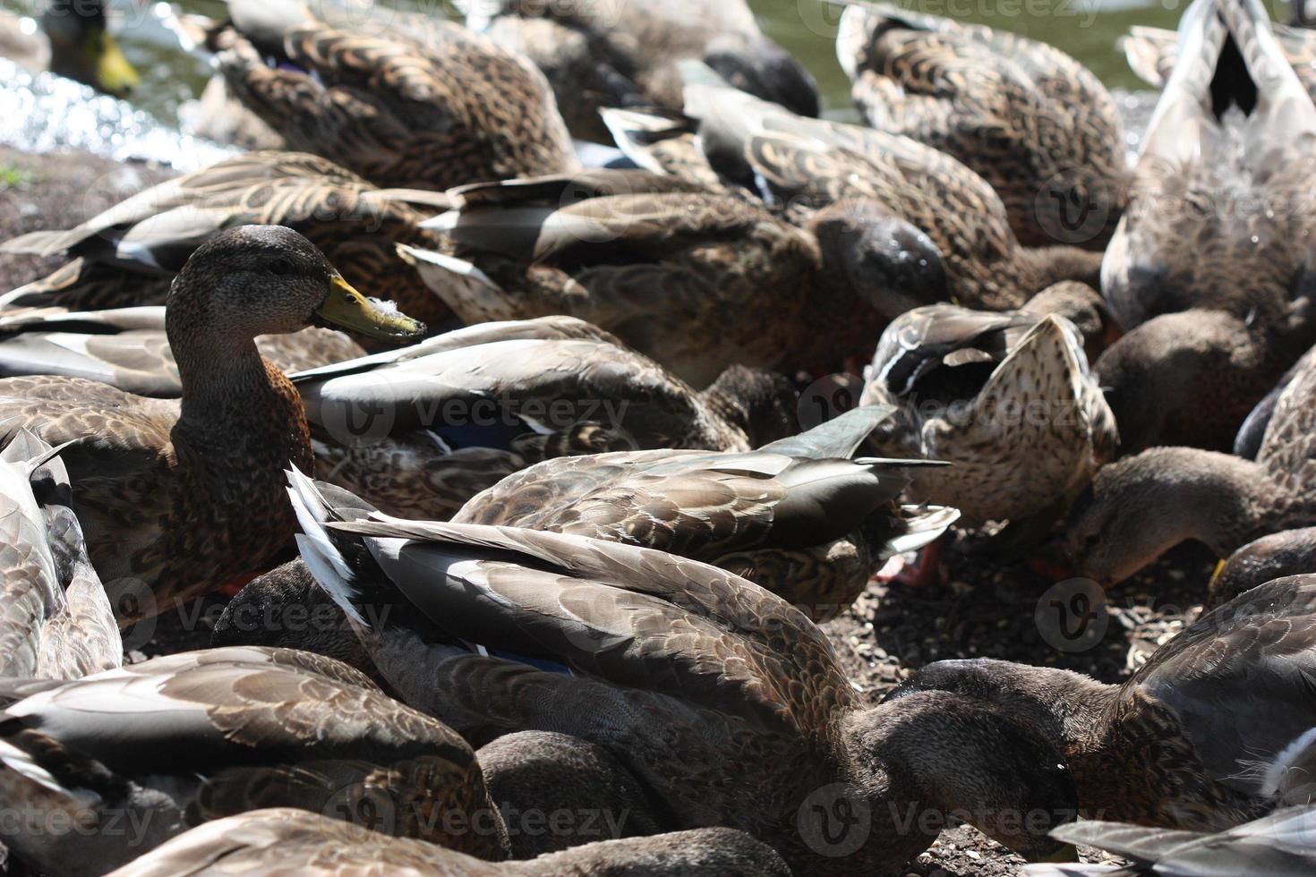 Many ducks and more ducks on a pond. photo