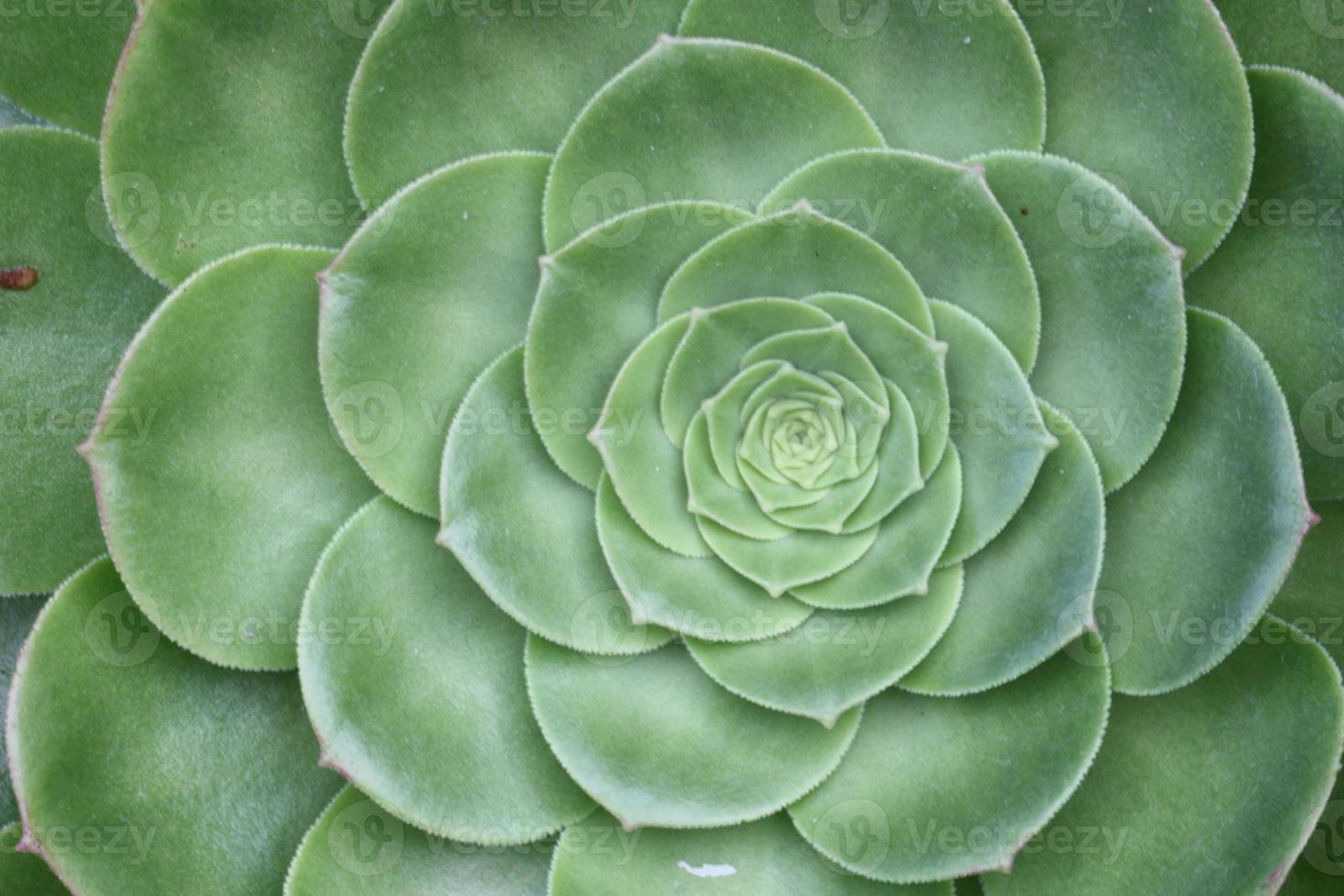 A close of a succulent plant. photo
