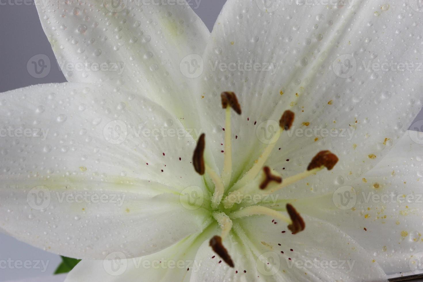 gotas de agua sobre un lirio blanco. foto