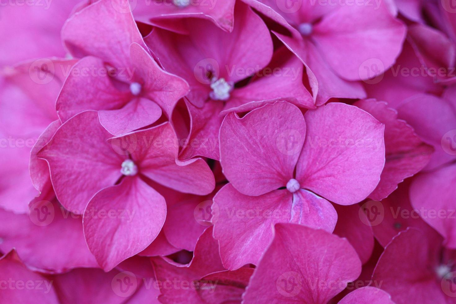 un primer plano extremo de los pétalos de la flor rosa de la hidranea. foto