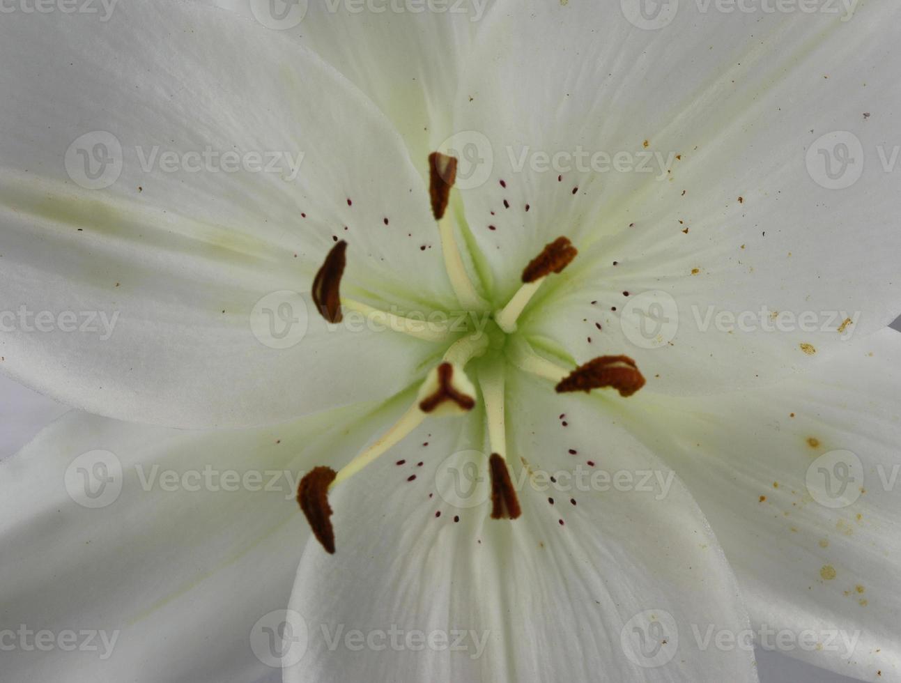 A close up shot of blooming white lily. photo
